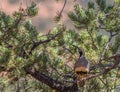 Gambel`s quail, Callipepla gambelii, in Tree In Sedona, Arizona