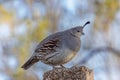 Gambel\'s quail female