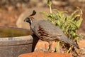 Gambel\'s Quail getting a drink on a hot summer day