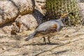 Gambel's Quail Giving Chicks Arizona Royalty Free Stock Photo