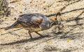 Gambel's Quail Giving Food to Chick Arizona