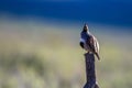 Gambel`s Quail on a fence post at dawn