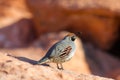 Gambel's Quail