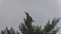 Gambel`s Quail in New Mexico.