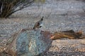Gambel`s Quail perched on Kino Blue Boulder in American Southwest