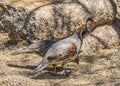 Gambel's Quails Looking for Food Arizona