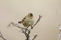 Gambel's White-crowned Sparrow