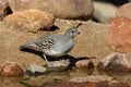 Gambels quail, Callipepla gambelii Royalty Free Stock Photo