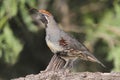 Gambels Quail Callipepla gambelii Royalty Free Stock Photo