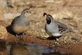 Gambels quail, Callipepla gambelii Royalty Free Stock Photo