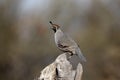 Gambels quail, Callipepla gambelii Royalty Free Stock Photo