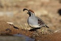 Gambels quail, Callipepla gambelii Royalty Free Stock Photo