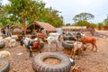 Gambia, Africa animal market, farm