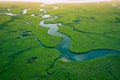 Gambia Mangroves. Aerial view of mangrove forest in Gambia. Photo made by drone from above. Africa Natural Landscape