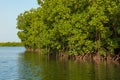 Gambia Mangroves. Green mangrove trees in forest. Gambia