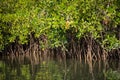 Gambia Mangroves. Green mangrove trees in forest. Gambia