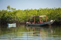 Gambia Mangroves. Lamin Lodge. Traditional long boats. Green mangrove trees in forest. Gambia