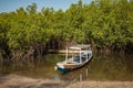 Gambia Mangroves. Traditional long boat. Green mangrove trees in forest. Gambia