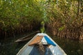 Gambia Mangroves. Traditional long boat. Green mangrove trees in forest. Gambia