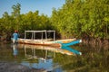 Gambia Mangroves. Traditional long boat. Green mangrove trees in forest. Gambia