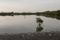 Gambia river Royalty Free Stock Photo