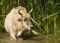 Gambian cow eating reed plants Royalty Free Stock Photo