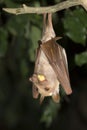 Gambian epauletted fruit bat (Epomophorus gambianus) eating. Royalty Free Stock Photo