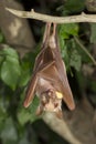 Gambian epauletted fruit bat (Epomophorus gambianus) eating.