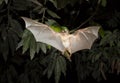 Gambian epauletted fruit bat (Epomophorus gambianus) flying. Royalty Free Stock Photo