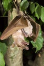 Gambian epauletted fruit bat (Epomophorus gambianus) hanging in a tree with baby on the belly. Royalty Free Stock Photo