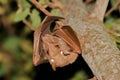 Gambian epauletted fruit bat