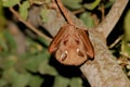 Gambian epauletted fruit bat Royalty Free Stock Photo