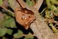 Gambian Epauletted fruit bat Royalty Free Stock Photo