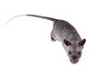Gambian pouched rat, 3 month old, on white