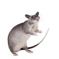 Gambian pouched rat, 3 month old, on white