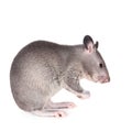 Gambian pouched rat, 3 month old, on white