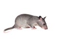 Gambian pouched rat, 3 month old, on white