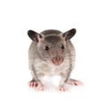 Gambian pouched rat, 3 month old, on white