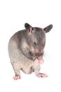 Gambian pouched rat, 3 month old, on white