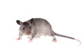 Gambian pouched rat, 3 month old, on white