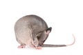 Gambian pouched rat, 3 month old, on white