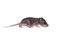 Gambian pouched rat, 3 week old, on white