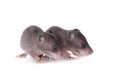 Gambian pouched rat, 3 week old, on white