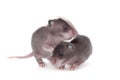 Gambian pouched rat, 3 week old, on white