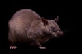 Gambian pouched rat, 3 years old, on black