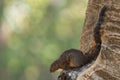 Gambian Sun Squirrel - Heliosciurus gambianus
