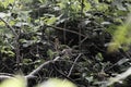 Gambian sun squirrel, Heliosciurus gambianus, in a tropical forest