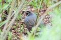 Gamble quail Royalty Free Stock Photo