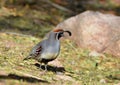 Gamble Quail Royalty Free Stock Photo