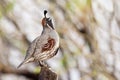 Gamble's Quail Royalty Free Stock Photo